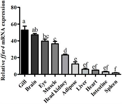 Regulation of Free Fatty Acid Receptor 4 on Inflammatory Gene Induced by LPS in Large Yellow Croaker (Larimichthys crocea)